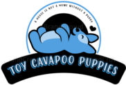 Toy Cavapoo Puppies